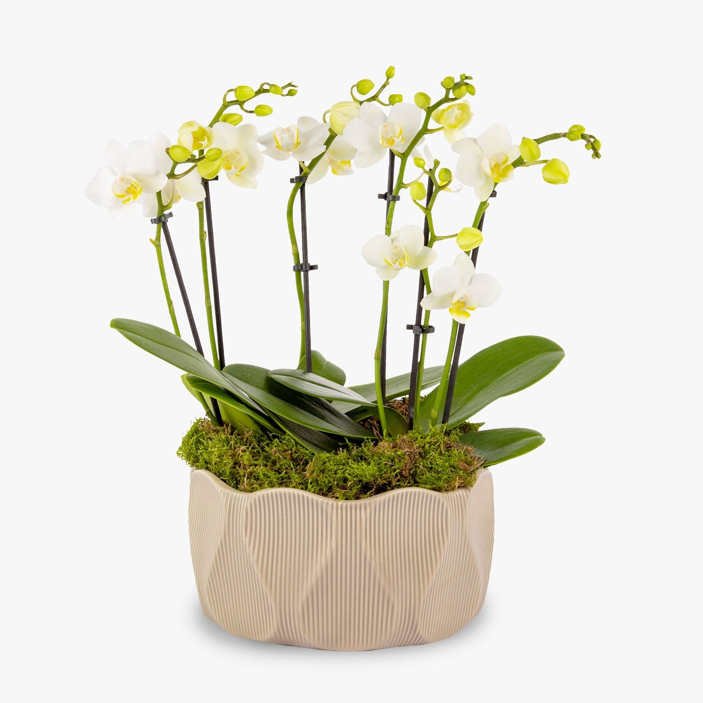 Elegance Orchid