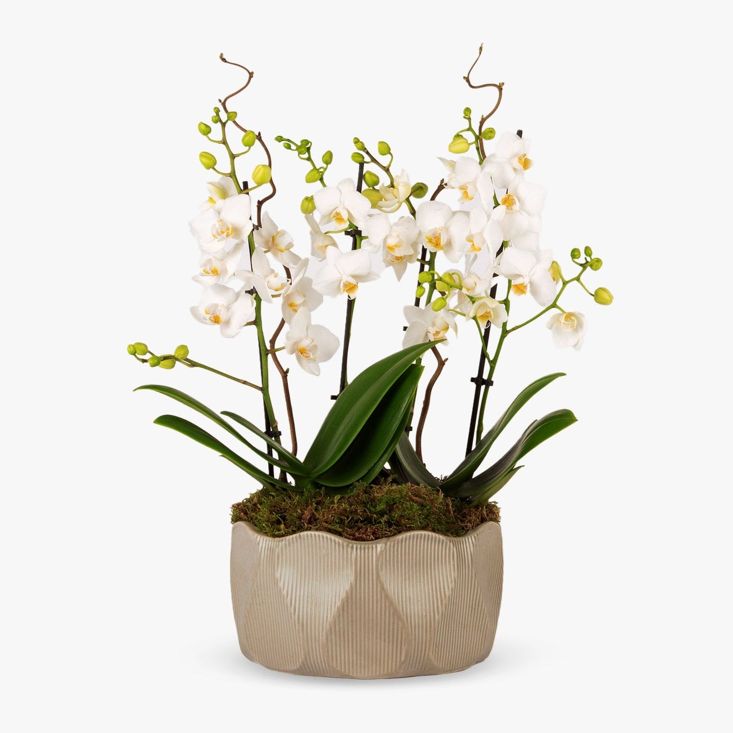 Elegance Orchid