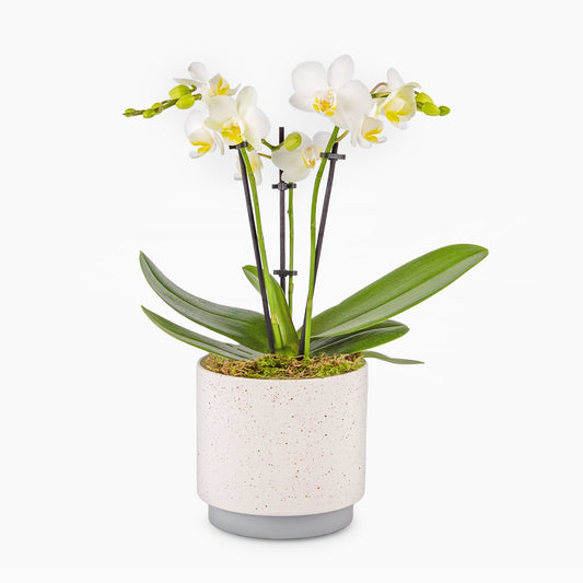 Classic Orchid