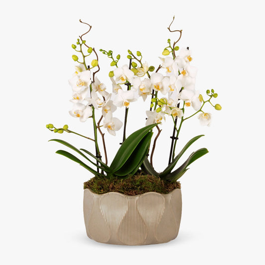 Elegance Orchid
